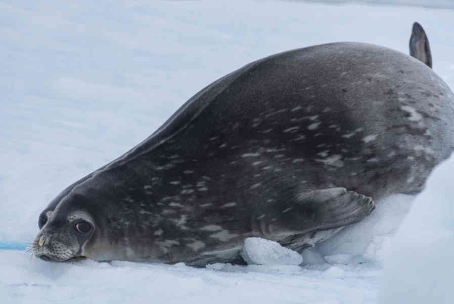 Foca de Weddell - Antártida 04.jpg